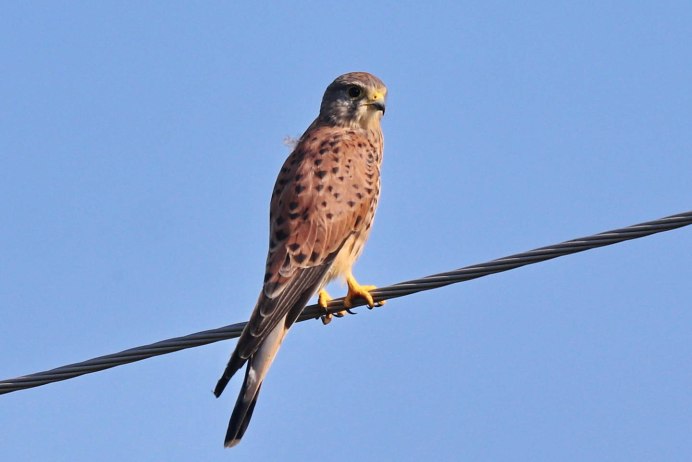 Мадагаскарская пустельга