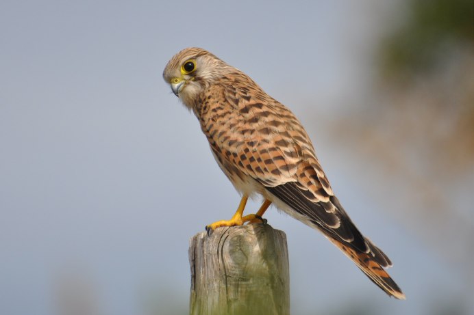 Нанкинская пустельга