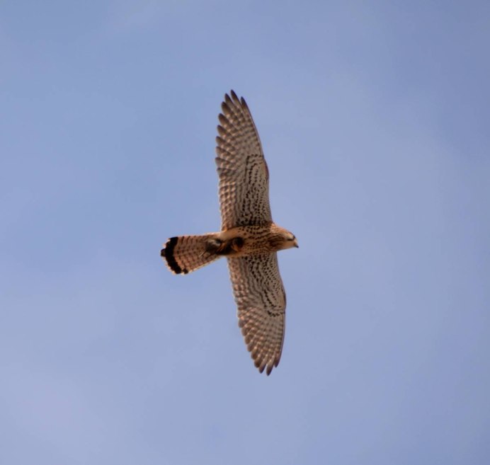 Пустельга и Чибис