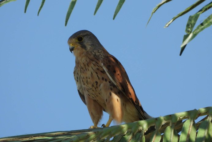Пустельга в степи