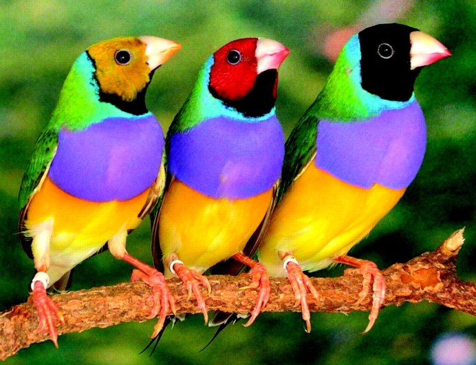 Zebra Finch
