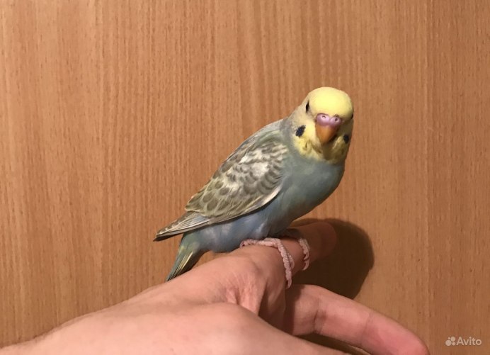 Попугай Карелия птенец