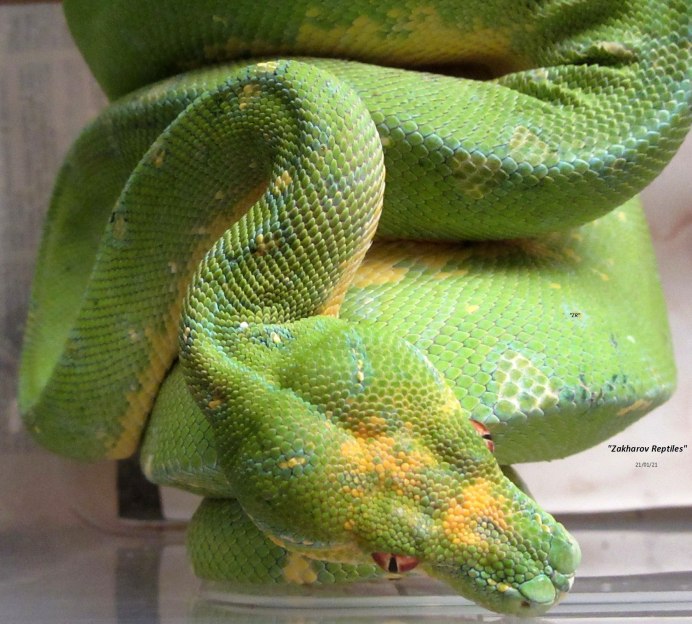Питон Morelia viridis