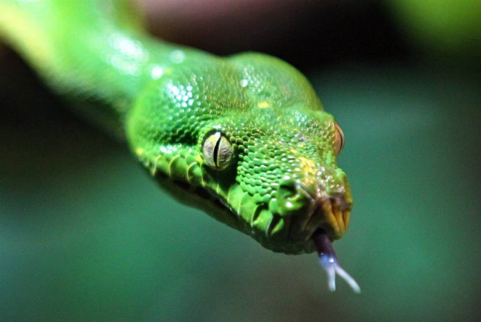 Питон Morelia viridis