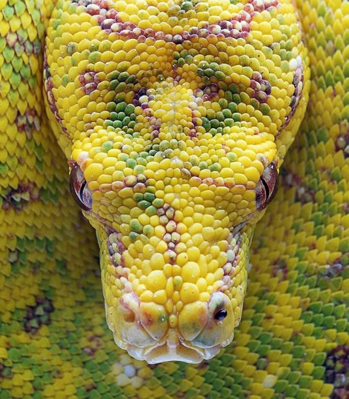 Python Skin