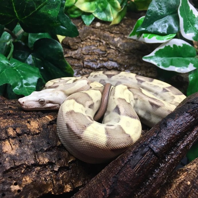 Зелёный древесный питон Morelia viridis