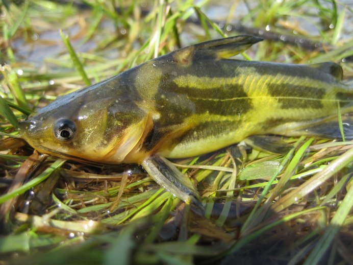 Амурская Касатка-скрипун