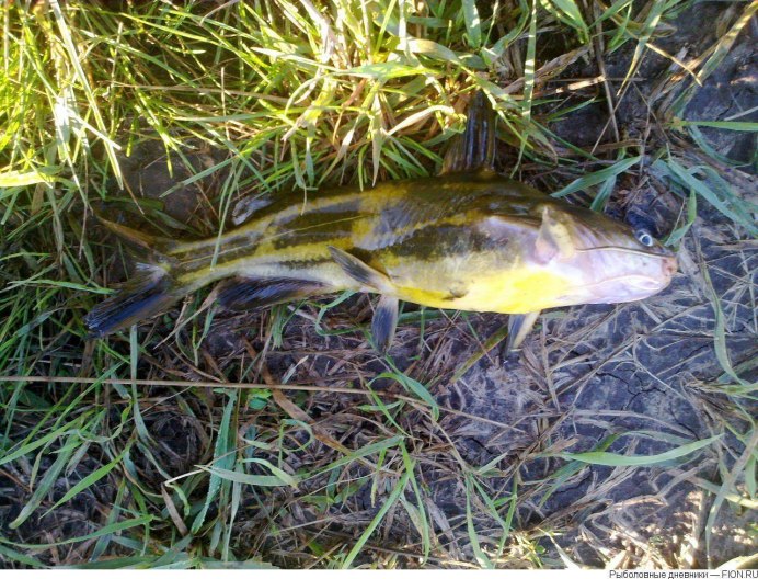 Косатка скрипун рыба