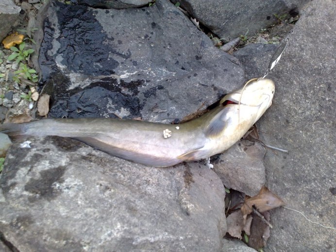 Pelteobagrus fulvidraco