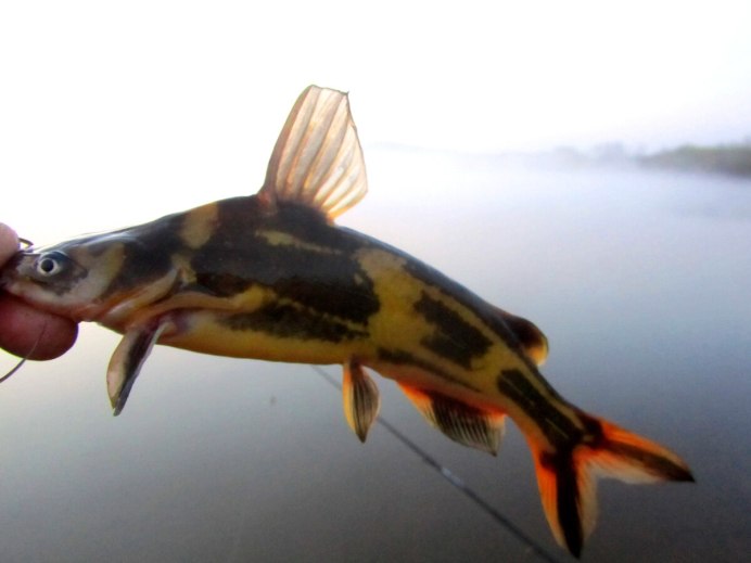 Косатка скрипун Pelteobagrus fulvidraco