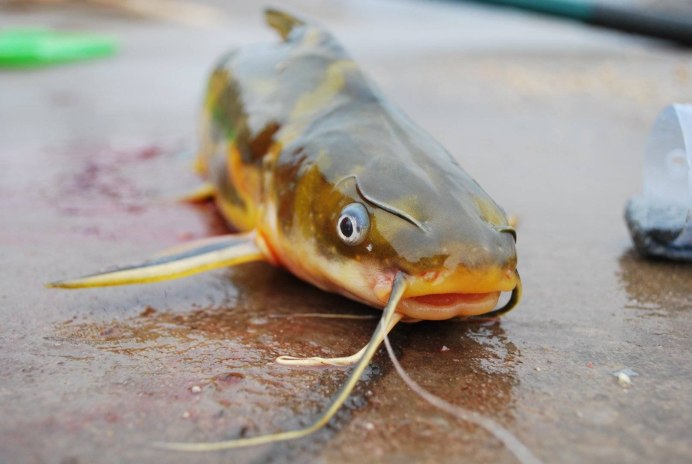 Косатка скрипун Pelteobagrus fulvidraco