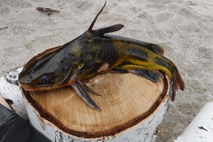 Приморская рыба косатка скрипун