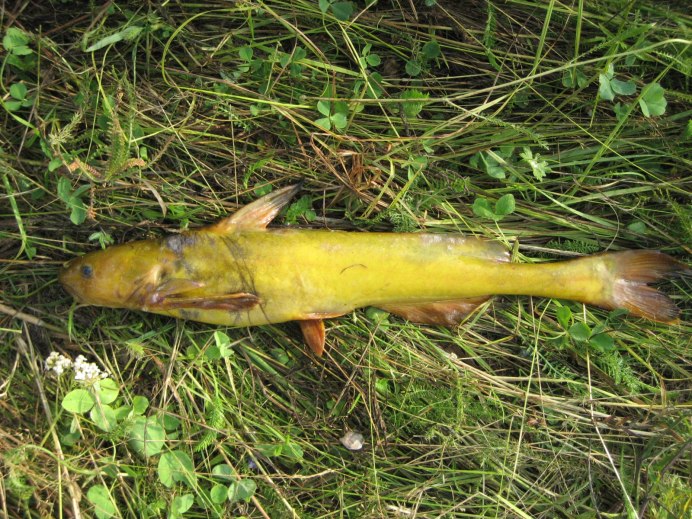 Дельфины охотятся