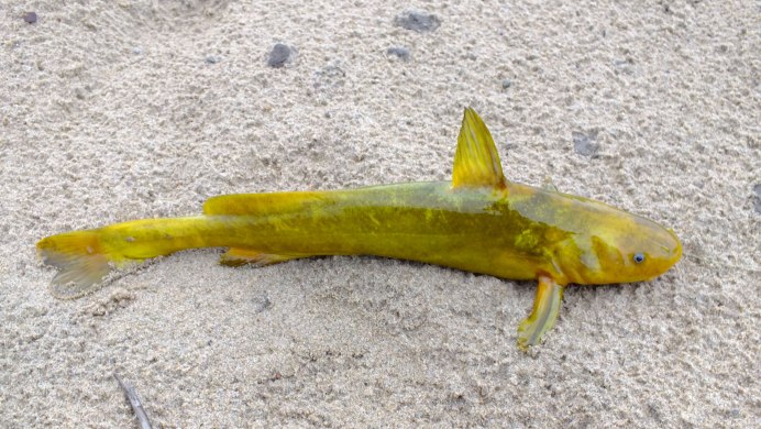 Озеро ханка Приморский край рыба Амур