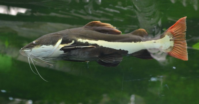 Рыбы из реки Амур