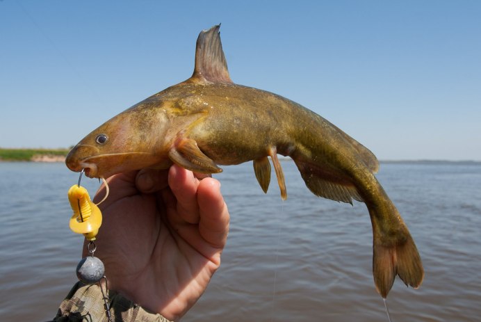 Амурская Касатка-скрипун