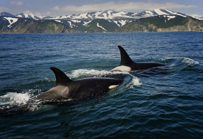 Балик Сибирский осётр.