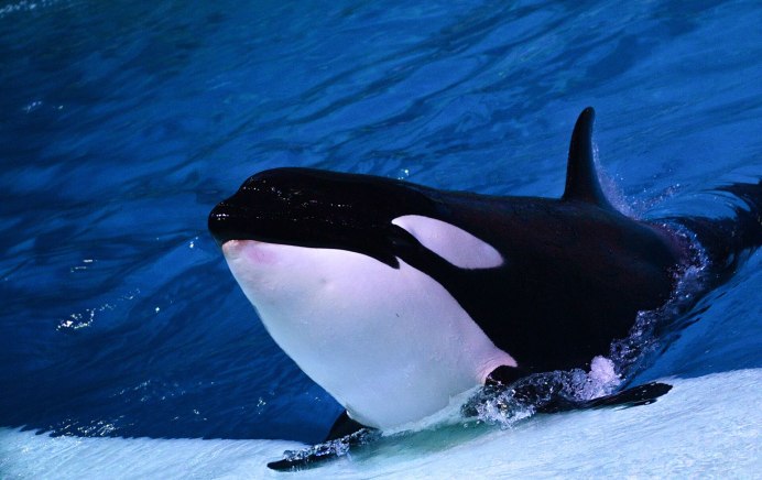 Касатка Кейко памятник в Норвегии