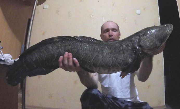 Рыба плеть Амурская