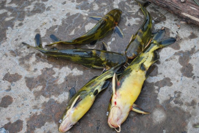 Амурская Касатка-скрипун