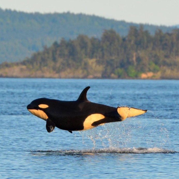 Рыбы реки Амур