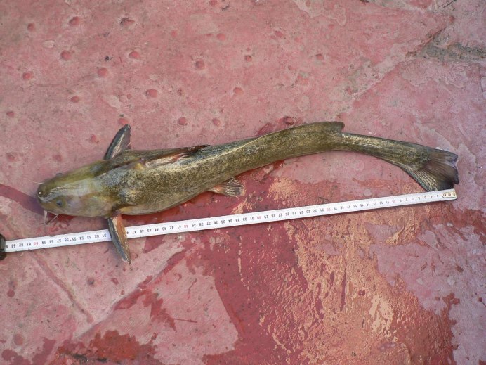 Дальневосточная косатка скрипун