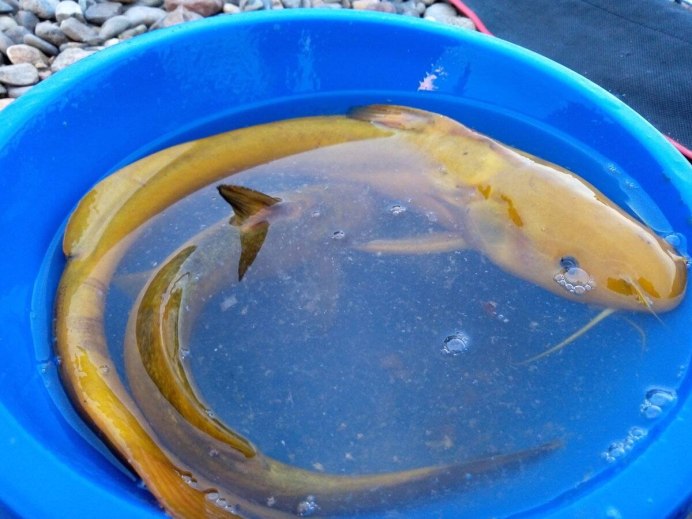 Сом фрактоцефалус краснохвостый