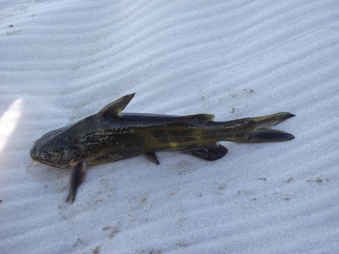 Касатка рыба