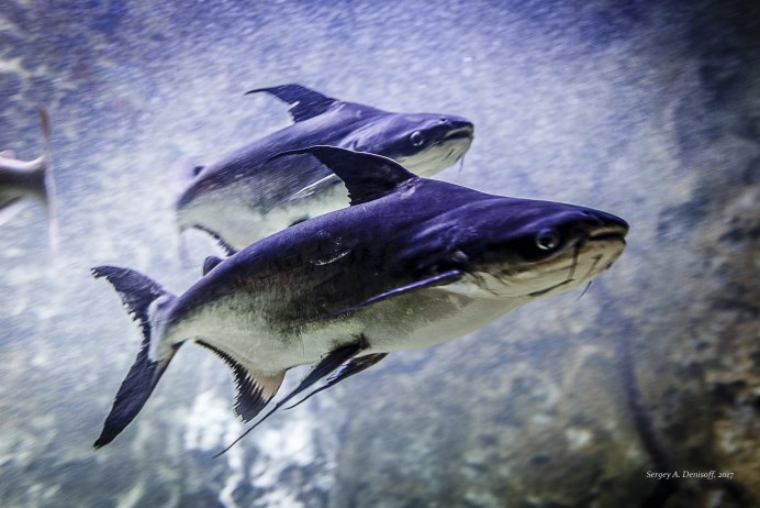 Касатка фото