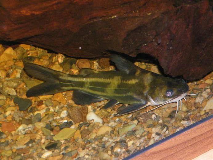 Змееголов в Новокузнецке