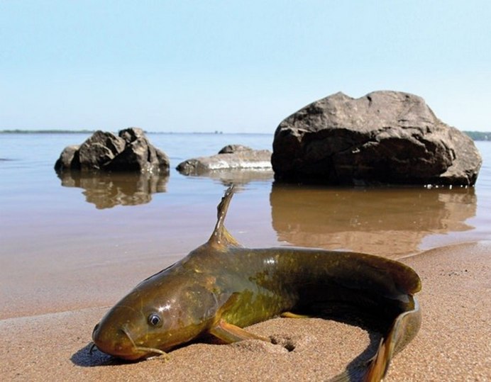 Касатка Амурская плеть