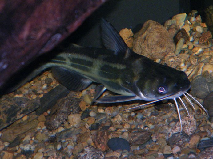 Косатка скрипун Pelteobagrus fulvidraco