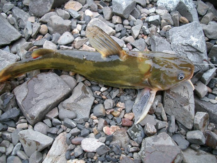 Косатка скрипун рыба