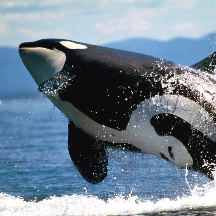 Pelteobagrus fulvidraco