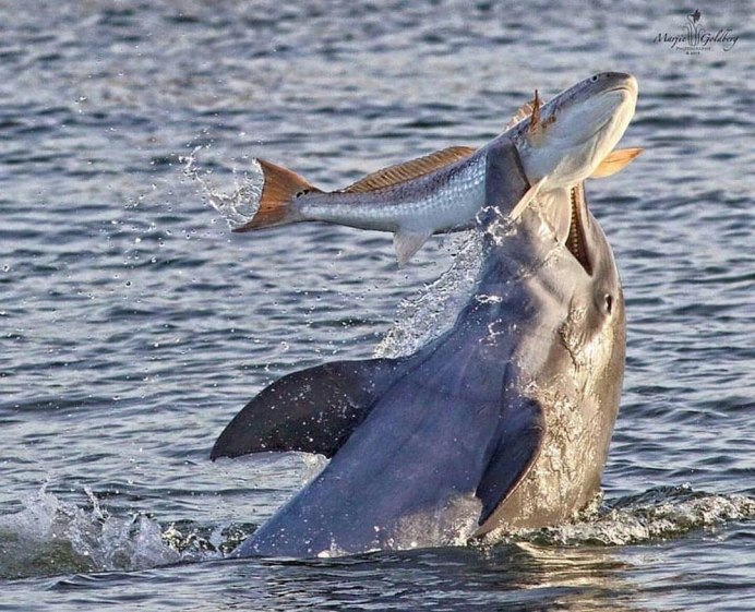 Касатка рыба Амур