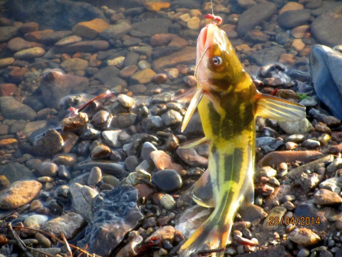 Рыба плеть Амурская