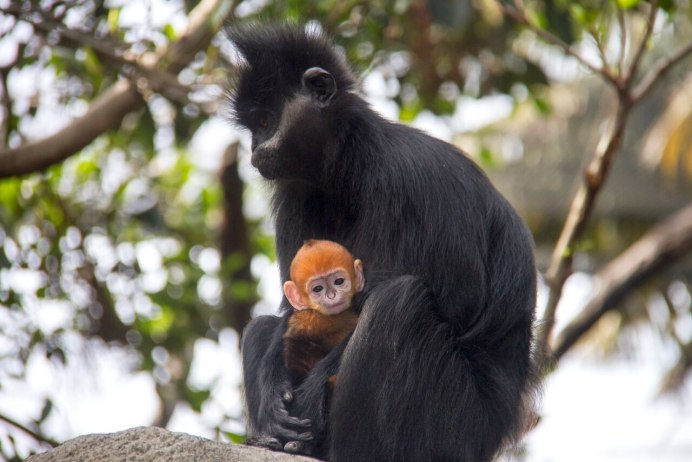 Тонкотелые обезьяны колобусы