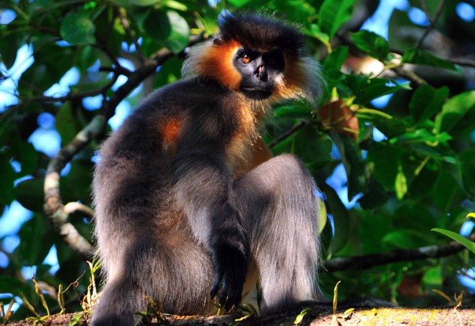 Гульманы лангуры