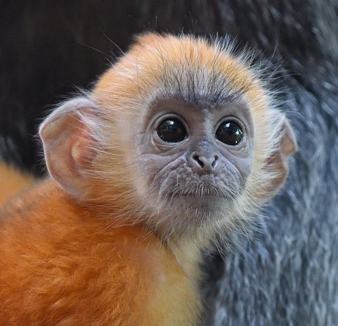 Лангур очковый тонкотел