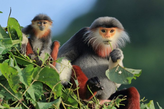 Лангур Хануман