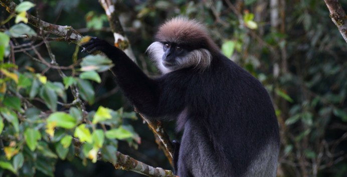 Золотистохвостая шерстистая обезьяна