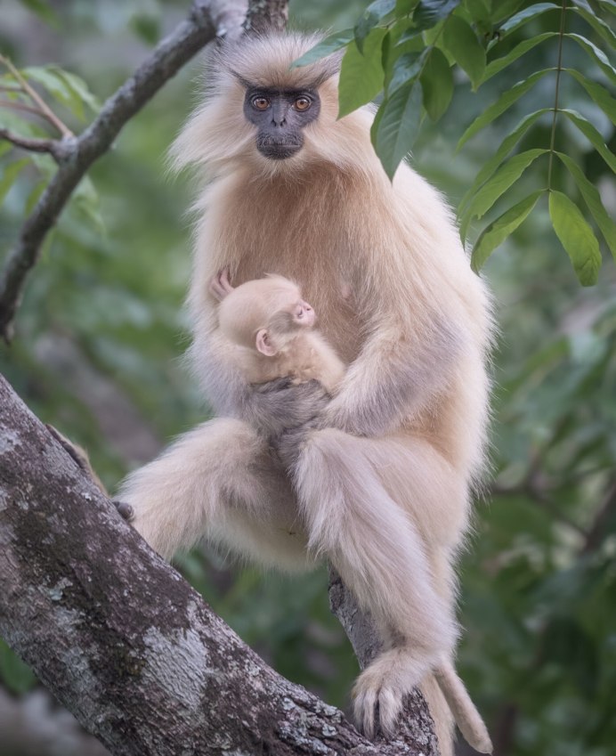 Лангкави обезьяны