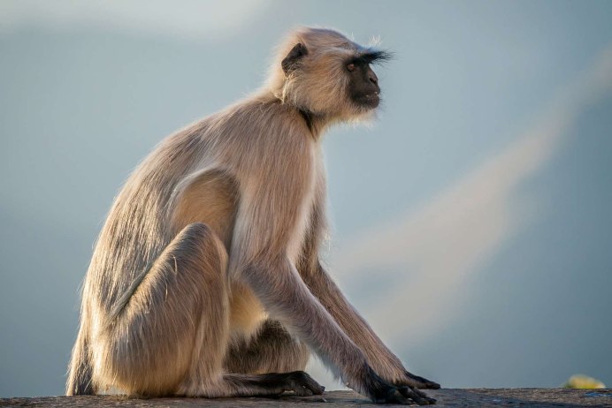Немейский тонкотел