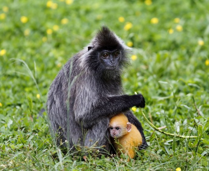 Тонкотел Гривистый обезьяна