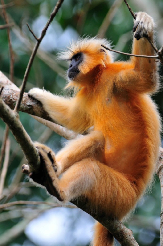 Тонкотел Гривистый обезьяна