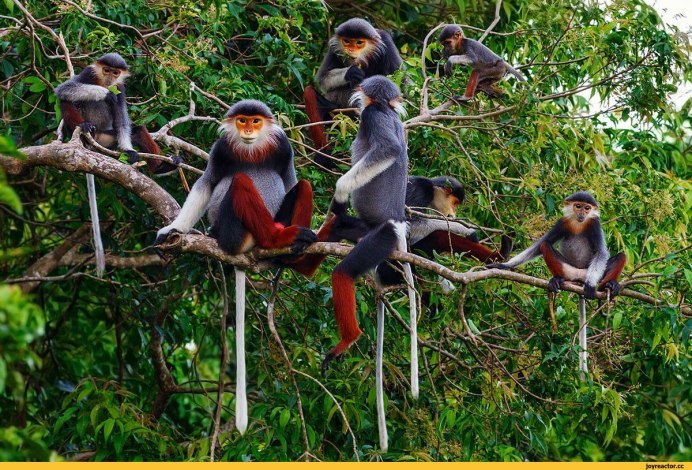 Лангуры Миллера