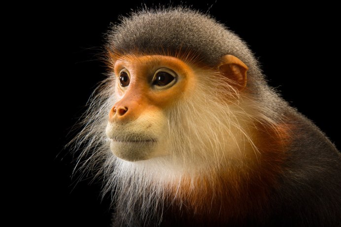 Гималайский тонкотел