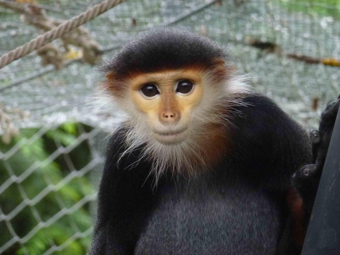 Лангур обезьяна природа