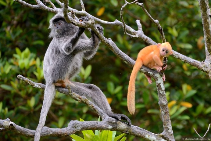 Немейский тонкотел мартышка