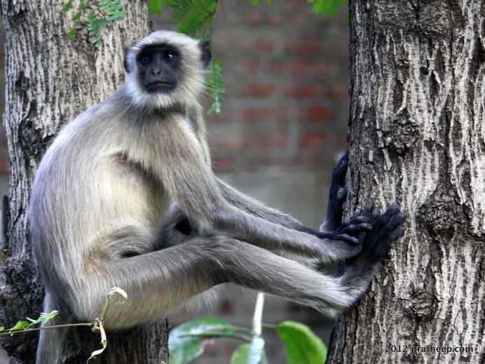 Немейский Лангур